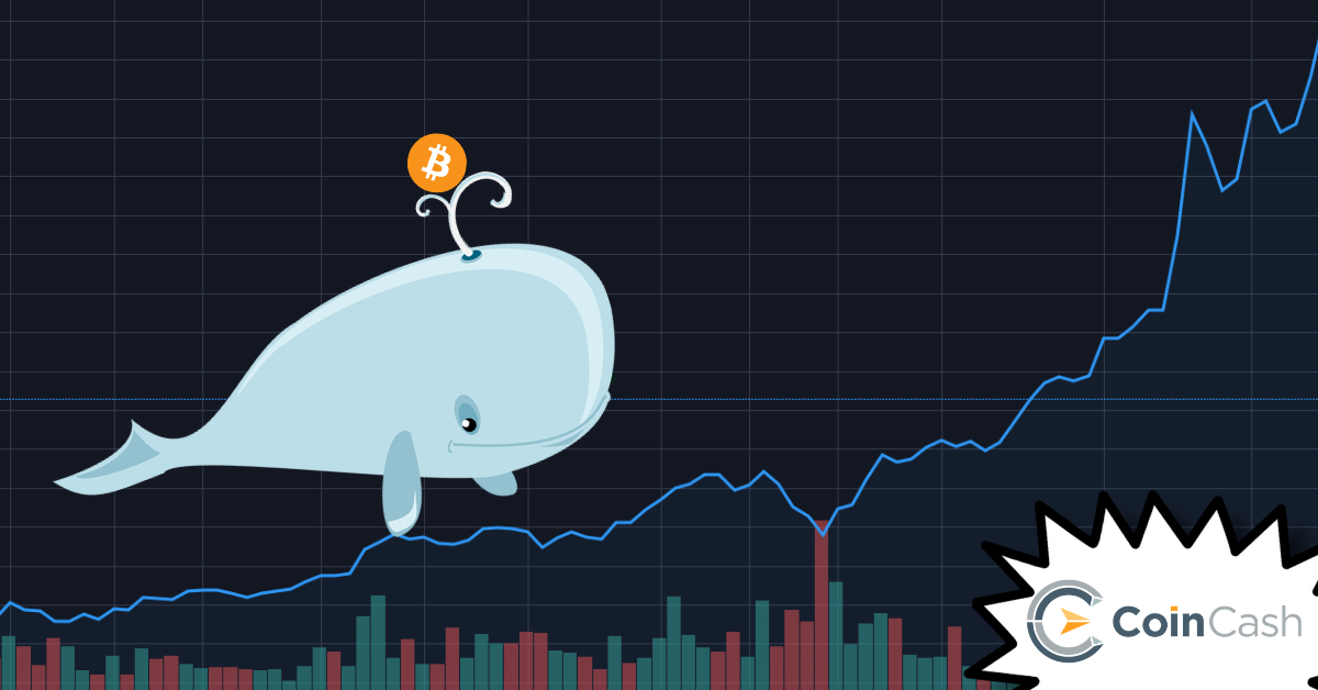Researchers say: There was one whale behind the 2017 rally